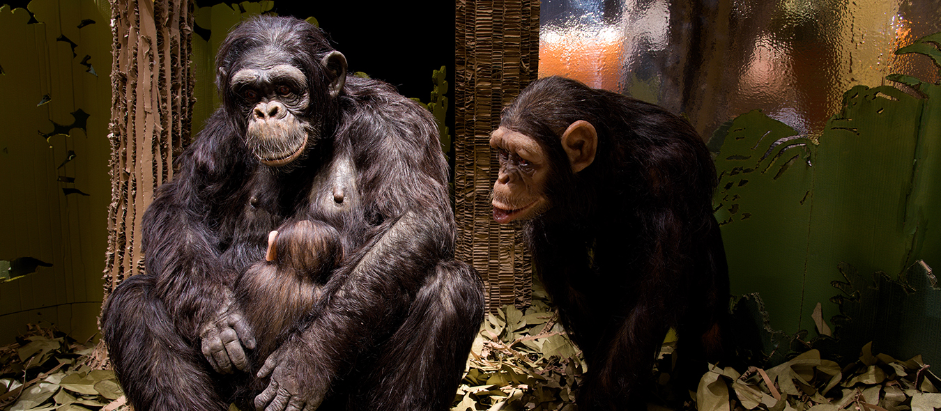 Chimpanzees for Jane Goodall Institute
